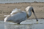 Spoonbill_-_Frampton_18_Apr_2014_28229.jpg