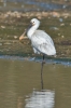 Filename=Spoonbill_-_KoB_13_Apr_2016_28129.jpg
Filesize=80KiB
Dimensions=400x600
Date added=Apr 13, 2016 Spoonbill_-_KoB_13_Apr_2016_28129.jpg
