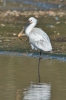 Spoonbill_-_KoB_13_Apr_2016_28129.jpg