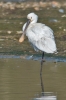 Filename=Spoonbill_-_KoB_13_Apr_2016_28229.jpg
Filesize=80KiB
Dimensions=400x600
Date added=Apr 13, 2016 Spoonbill_-_KoB_13_Apr_2016_28229.jpg