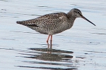 Filename=Spotted_Redshank_-_KoB_30_Aug_2013.jpg
Filesize=99KiB
Dimensions=600x400
Date added=Aug 30, 2013 Spotted_Redshank_-_KoB_30_Aug_2013.jpg