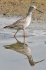 Spotted_Redshank_-_KoB_7_Sep_2013_28329.jpg