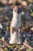 Stoat_-_KoB_26_Nov_2016.jpg