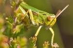Stripe-winged_Grasshopper_-_KM_1_Jul_2015.jpg