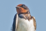 Swallow_-_Frampton_15_May_2014.jpg