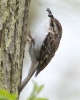 Treecreeper_-_KoB_19_Apr_2012_(1).jpg