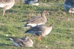 Tundra_Bean_Goose_-_KoB_19_Nov_2011.jpg