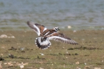 Filename=Turnstone_-_KoB_13_May_2016.jpg
Filesize=85KiB
Dimensions=600x400
Date added=May 13, 2016 Turnstone_-_KoB_13_May_2016.jpg