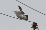 Turtle_Dove_-_KoB_11_May_2013.jpg