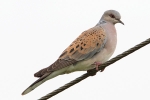 Turtle_Dove_-_KoB_13_Jun_2013.jpg