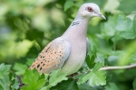 Turtle_Dove_-_KoB_14_Jun_2013_28229.jpg