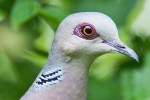 Turtle_Dove_-_KoB_14_Jun_2013_28329.jpg