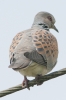 Turtle_Dove_-_KoB_14_May_2012.jpg