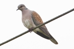 Turtle_Dove_-_KoB_26_Jul_2012.jpg