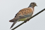 Filename=Turtle_Dove_-_KoB_9_May_2014_28129.jpg
Filesize=85KiB
Dimensions=600x400
Date added=May 09, 2014 Turtle_Dove_-_KoB_9_May_2014_28129.jpg