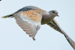 Turtle_Dove_-_KoB_9_May_2014_28229.jpg