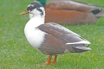 Filename=Unidentified_-_Tattershall_4_Apr_2014.jpg
Filesize=91KiB
Dimensions=600x400
Date added=Apr 04, 2014 Unidentified_-_Tattershall_4_Apr_2014.jpg