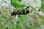 Wasp_Beetle_-_KoB_11_Jun_2014.jpg