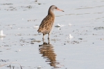 Filename=Water_Rail_-_KoB_1_Oct_2011_(1).jpg
Filesize=76KiB
Dimensions=600x400
Date added=Oct 01, 2011 Water_Rail_-_KoB_1_Oct_2011_(1).jpg