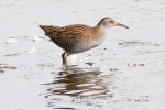 Filename=Water_Rail__-_KoB_1_Oct_2011_(2).jpg
Filesize=74KiB
Dimensions=600x400
Date added=Oct 01, 2011 Water_Rail__-_KoB_1_Oct_2011_(2).jpg
