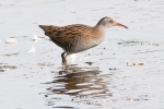 Water_Rail__-_KoB_1_Oct_2011_(2).jpg