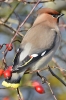 Waxwing_-_Old_Bolingbroke_28_Nov_2012_28129.jpg