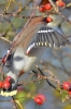 Waxwing_-_Old_Bolingbroke_28_Nov_2012_28329.jpg