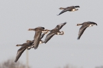 Filename=White-fronted_Goose_-_Frampton_24_Nov_2011_(1).jpg
Filesize=82KiB
Dimensions=600x400
Date added=Nov 24, 2011 White-fronted_Goose_-_Frampton_24_Nov_2011_(1).jpg