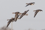 White-fronted_Goose_-_Frampton_24_Nov_2011_(1).jpg