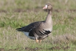 Filename=White-fronted_Goose_-_Frampton_24_Nov_2011_(2).jpg
Filesize=81KiB
Dimensions=600x400
Date added=Nov 24, 2011 White-fronted_Goose_-_Frampton_24_Nov_2011_(2).jpg