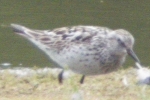 Filename=White-rumped_Sandpiper_-_KoB_14_Jul_2012_(2).jpg
Filesize=91KiB
Dimensions=600x400
Date added=Jul 14, 2012 White-rumped_Sandpiper_-_KoB_14_Jul_2012_(2).jpg