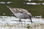 White-rumped_Sandpiper_-_KoB_14_Jul_2012_(3).jpg