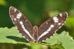 White_Admiral_-_KM_1_Jul_2015.jpg