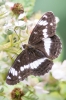 White_Admiral_-_Moor_Farm_24_Jul_2013_28229.jpg