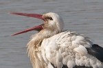 Filename=White_Stork_-_KoB_1_Mar_2012.jpg
Filesize=77KiB
Dimensions=600x400
Date added=Mar 01, 2012 White_Stork_-_KoB_1_Mar_2012.jpg