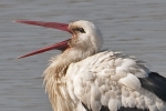 White_Stork_-_KoB_1_Mar_2012.jpg