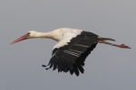 Filename=White_Stork_-_KoB_21_Feb_2012_(1).jpg
Filesize=66KiB
Dimensions=600x400
Date added=Feb 21, 2012 White_Stork_-_KoB_21_Feb_2012_(1).jpg