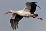 Filename=White_Stork_-_KoB_21_Feb_2012_(2).jpg
Filesize=70KiB
Dimensions=600x400
Date added=Feb 21, 2012 White_Stork_-_KoB_21_Feb_2012_(2).jpg