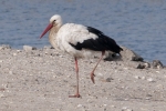 Filename=White_Stork_-_KoB_25_Feb_2012_(1).jpg
Filesize=90KiB
Dimensions=600x400
Date added=Feb 25, 2012 White_Stork_-_KoB_25_Feb_2012_(1).jpg