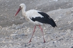 Filename=White_Stork_-_KoB_25_Feb_2012_(2).jpg
Filesize=96KiB
Dimensions=600x400
Date added=Feb 25, 2012 White_Stork_-_KoB_25_Feb_2012_(2).jpg