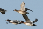 Wigeon_-_Frampton_24_Nov_2011.jpg