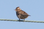 Wood_Lark_-_28_Feb_2013_28229.jpg