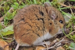 Filename=Wood_Mouse_-_KoB_17_Apr_2014_28129.jpg
Filesize=99KiB
Dimensions=600x400
Date added=Apr 17, 2014 Wood_Mouse_-_KoB_17_Apr_2014_28129.jpg