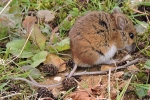 Wood_Mouse_-_KoB_17_Apr_2014_28229.jpg