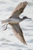 Wood_Sandpiper_-_Frampton_27_Aug_2015_28129.jpg