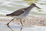 Wood_Sandpiper_-_Frampton_27_Aug_2015_28229.jpg