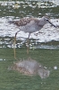 Filename=Wood_Sandpiper_-_KoB_2_Aug_2013_28129.jpg
Filesize=101KiB
Dimensions=400x600
Date added=Aug 02, 2013 Wood_Sandpiper_-_KoB_2_Aug_2013_28129.jpg