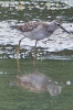 Wood_Sandpiper_-_KoB_2_Aug_2013_28129.jpg