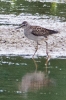 Filename=Wood_Sandpiper_-_KoB_2_Aug_2013_28229.jpg
Filesize=98KiB
Dimensions=400x600
Date added=Aug 02, 2013 Wood_Sandpiper_-_KoB_2_Aug_2013_28229.jpg