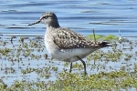 Filename=Wood_Sandpiper_-_KoB_6_May_2014_28129.jpg
Filesize=89KiB
Dimensions=600x400
Date added=May 06, 2014 Wood_Sandpiper_-_KoB_6_May_2014_28129.jpg